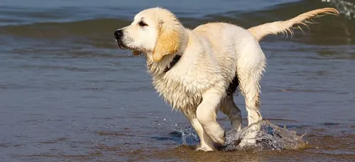 Centre-Val de Loire : un chien meurt après avoir bu l'eau de la...