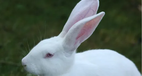 Deux-Sèvres : L214 dévoile la vidéo choc d’un élevage de lapins...