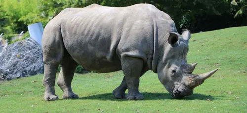 Charente-Maritime : un rhinocéros retrouvé tagué au zoo de la...