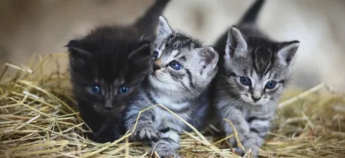 Charente : cinq chatons retrouvés vivants dans un container