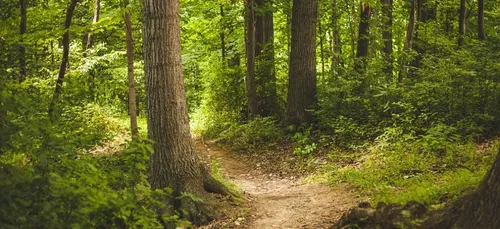 Limousin : un étudiant provoque un feu de forêt en voulant brûler...