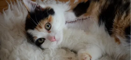 Loiret : un chat victime d’un tir volontaire a été amputé   