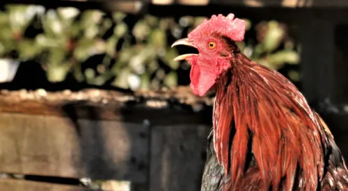 Cocorico ! Maurice va pouvoir continuer à chanter en Charente-Maritime