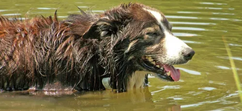Maine-et-Loire : un chien décède après une baignade à cause des...