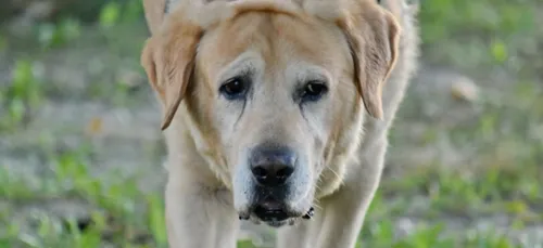 Haute-Vienne : un labrador abattu froidement à Couzeix