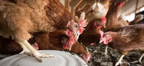 Deux-Sèvres : les pompiers portent secours à 200 000 poules    