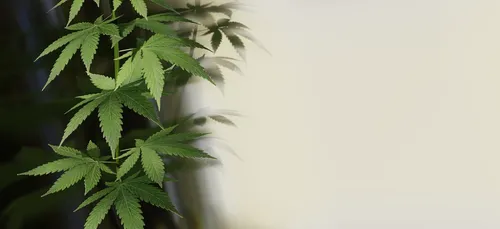 Niort : 11 personnes jugées pour un trafic de stupéfiants