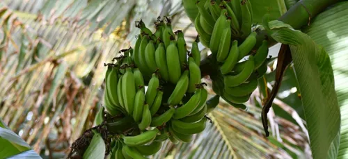 Charente : un homme frappe sa compagne pour récupérer son bananier   