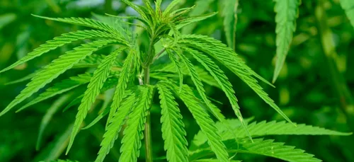 Loiret : saisie d’une tonne de cannabis, sept personnes condamnées