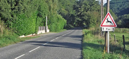 Châtellerault : une automobiliste percute un cerf, des voleurs lui...