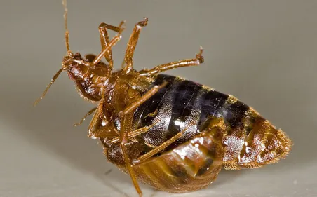 Haute-Vienne : les punaises de lit envahissent le département