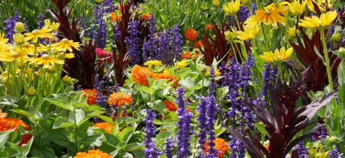 Bressuire : venez découvrir la fête des plantes