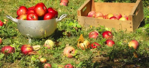 Loiret : les jeunes agriculteurs lancent un concours photo   