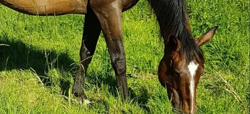 Loiret : une pétition lancée pour sauver une jument malade