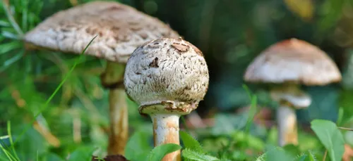 Haute-Vienne : deux retraités partis aux champignons se perdent...