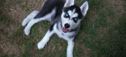 Indre-et-Loire : une chienne tuée par un éleveur, les propriétaires...