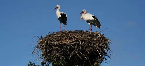 Charente-Maritime : un couple de cigognes tué