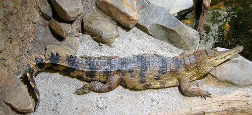 Vienne : naissance exceptionnelle à la Planète des Crocodiles