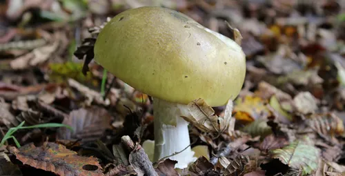 Deux-Sèvres : une femme décède après avoir mangé des champignons
