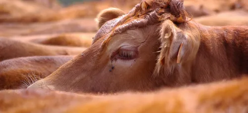 Saint-Junien : la fête de la viande pour rabibocher éleveurs et...