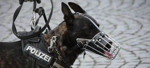 Charente-Maritime : un homme agressé aux parties génitales par un...