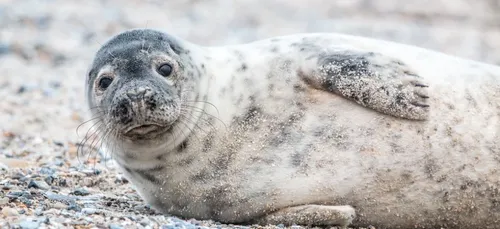 Charente-Maritime : un jeune phoque affamé s’échoue sur une plage