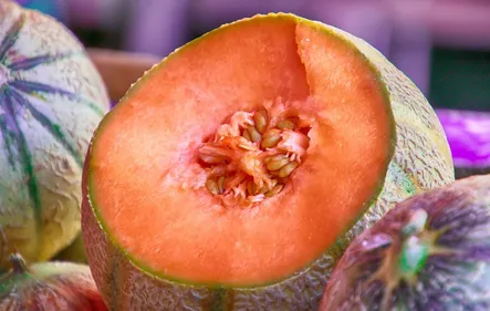 Deux-Sèvres : fin du melon et licenciements en vue chez Rouge Gorge