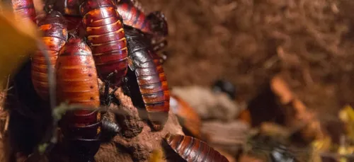 Angoulême : une femme grièvement intoxiquée par un fumigène...