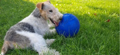 Un chien volé à Limoges retrouvé dans la Nièvre quelques mois plus...