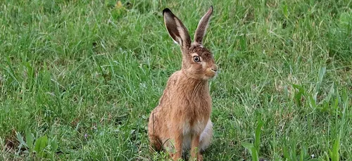 Haute-Vienne : bientôt un comptage des lièvres pour adapter les...