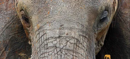 Les éléphants vont bientôt pouvoir prendre leur retraite en...