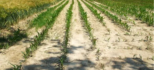 Haute-Vienne : 14 communes reconnues en état de calamité agricole