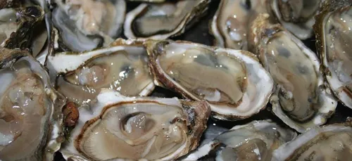 Charente-Maritime : des ostréiculteurs accusés de vols d’huîtres