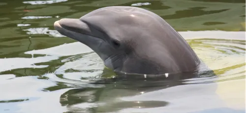 La Rochelle : le cadavre d’un dauphin exposé sur le vieux port