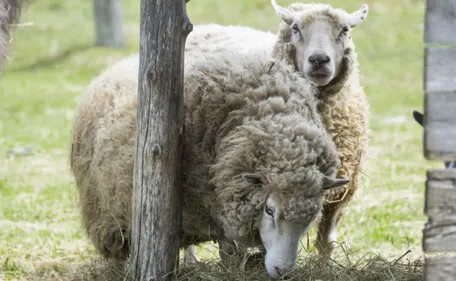 Loir-et-Cher : des moutons tués par des chiens errants