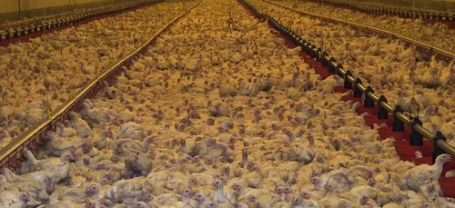 Deux-Sèvres : manifestation contre la création d’un poulailler...