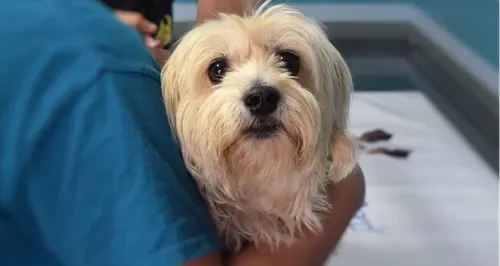 Bientôt une école vétérinaire à Limoges ?   