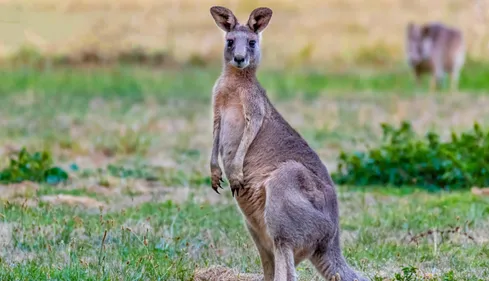 Indre-et-Loire : attention, un wallaby se balade dans la nature !