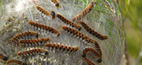 Limousin : les chenilles processionnaires sont de retour
