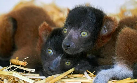 Carnet rose au Zoo de la Palmyre : deux varis roux sont nés ! (vidéo)