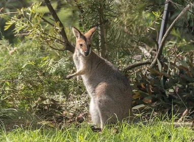 Un wallaby se balade en Haute-Vienne (vidéo)