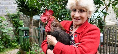 Ile d’Oléron : le coq Maurice, symbole de la ruralité, est mort