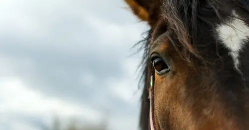 Encore un cheval retrouvé mort avec l’oreille coupée