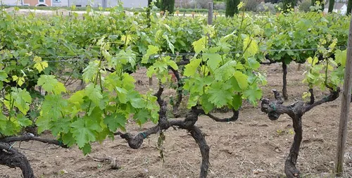 Les vendanges du Cognac auront lieu en avance cette année