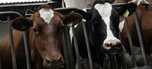 Un député haut-viennois se positionne contre le référendum sur le...