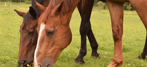 Premier cas officiel de cheval mutilé dans l'Indre