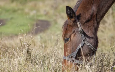 Haute-Vienne : un cheval retrouvé mutilé à mort