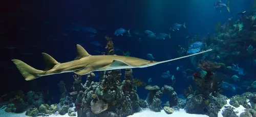 Un été plutôt satisfaisant à l’aquarium de La Rochelle