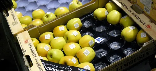 Moins de pommes, mais une récolte de meilleure qualité cette année...