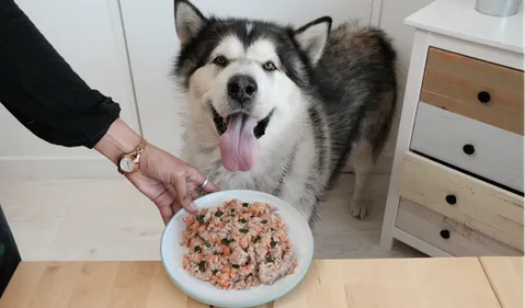 Charente-Maritime : des plats maisons cuisinés pour nos amis les...